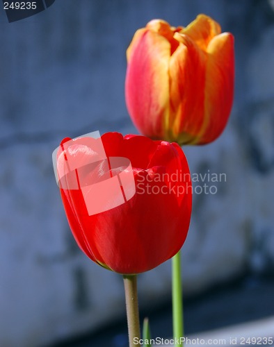 Image of Tulips