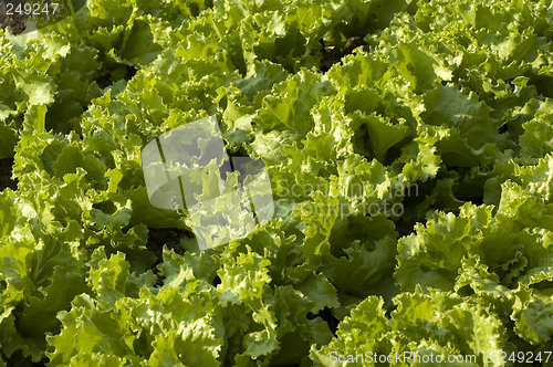 Image of salad