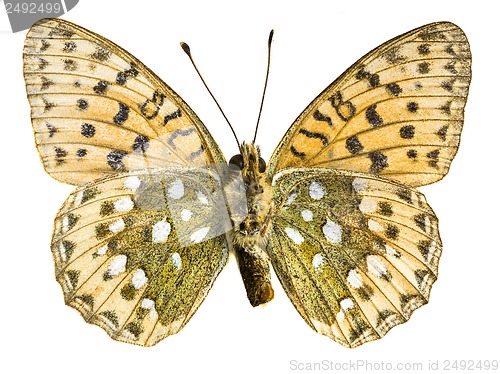 Image of Argynnis paphia