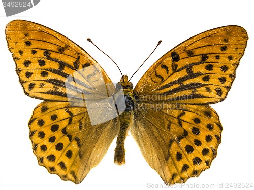 Image of Argynnis adippe