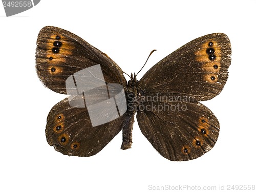 Image of Erebia gorgone