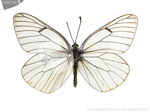 Image of Aporia crataegi