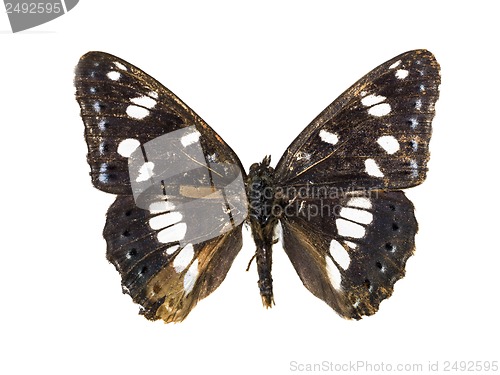 Image of Limenitis camilla