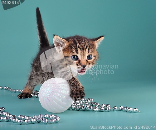 Image of small  kitten among Christmas stuff