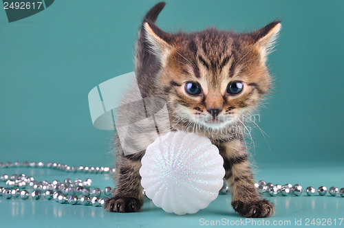 Image of small  kitten among Christmas stuff