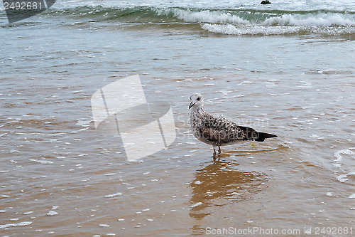 Image of the seagull goes on a water edge