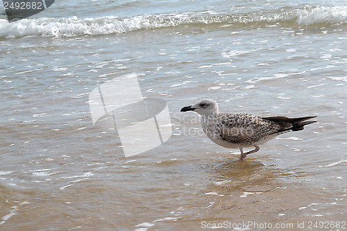 Image of the seagull goes on the coast