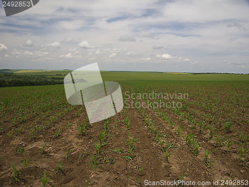 Image of Corn fields