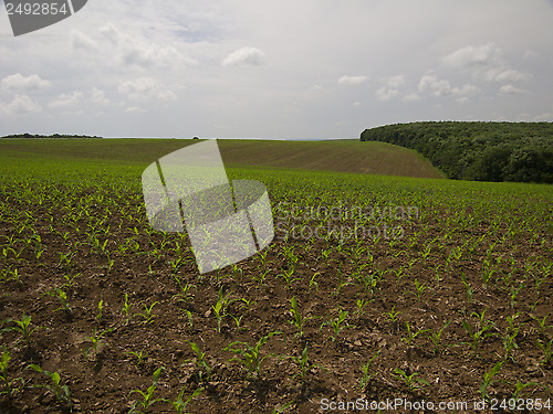 Image of Corn fields
