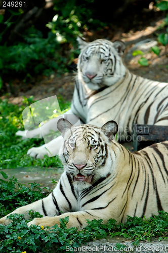 Image of Two Tigers