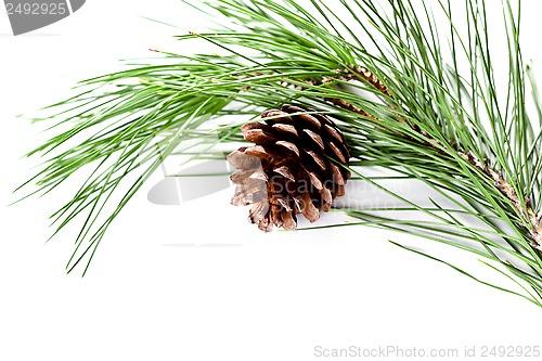 Image of fir tree branch with pinecone