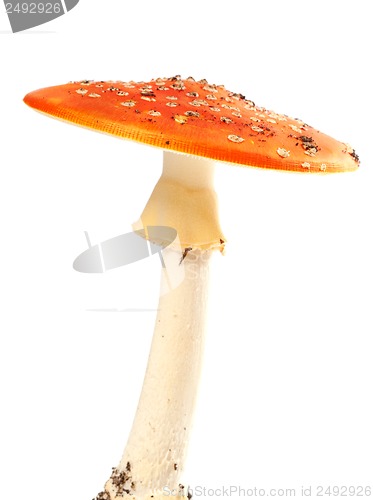 Image of Fly agaric (amanita muscaria) isolated on white background
