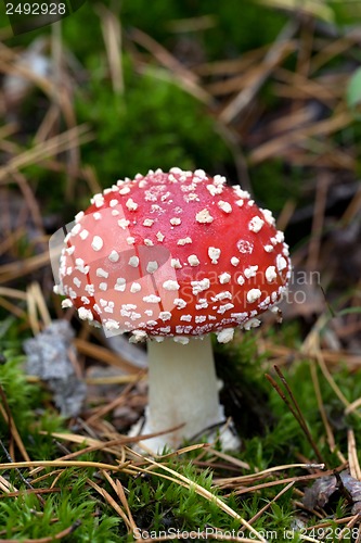 Image of Fly agaric (Amanita muscaria) in moss