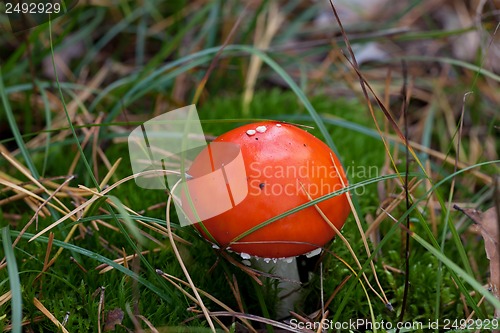 Image of Amanita muscaria mushroom in moss