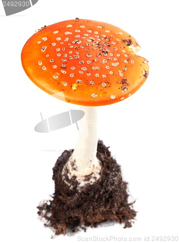 Image of Amanita muscaria mushroom 