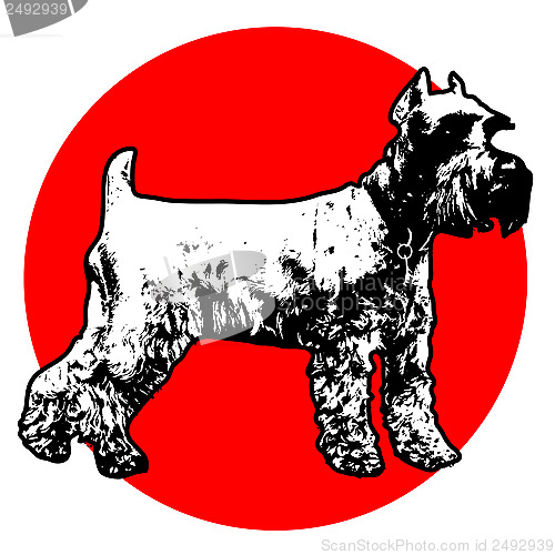 Image of Schnauzer