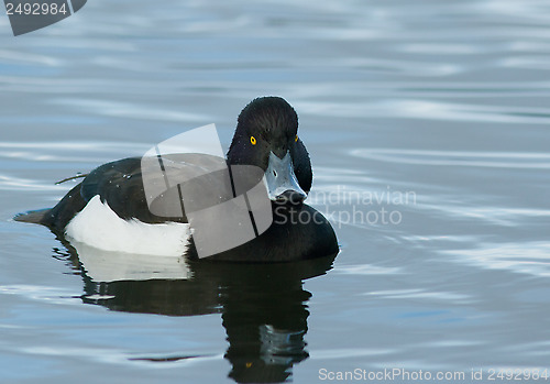 Image of Tufted duck