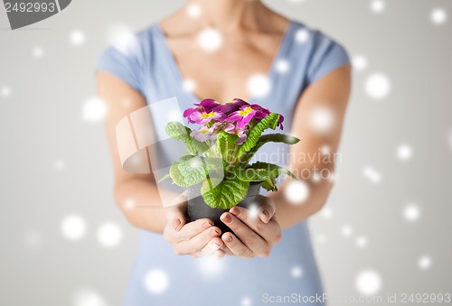 Image of woman's hands holding flower in pot