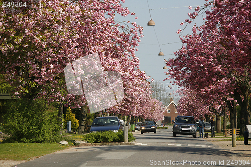 Image of Prunus yedoensis