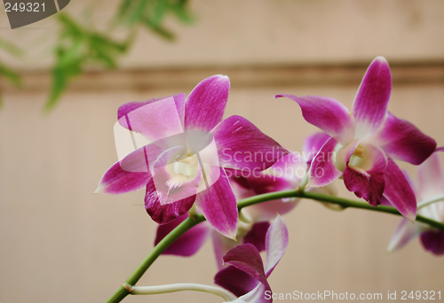 Image of Thai orchids