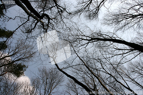 Image of Forest treetops