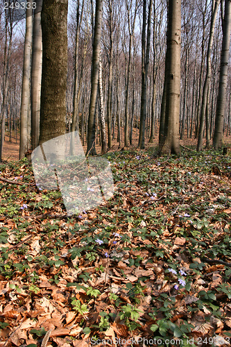 Image of Early spring forest