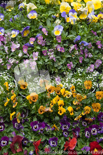 Image of Flowers