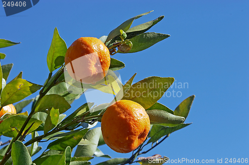 Image of Mandarins