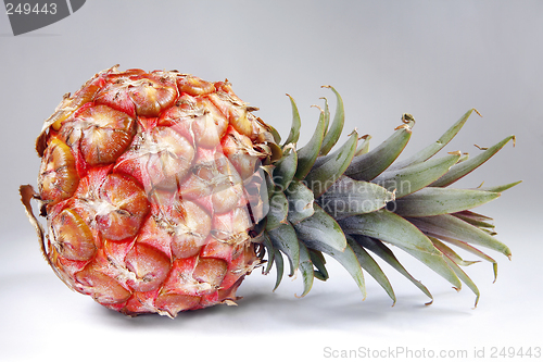 Image of Pineapple