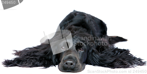 Image of Cocker Spaniel 1