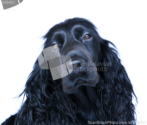 Image of Cocker Spaniel 2