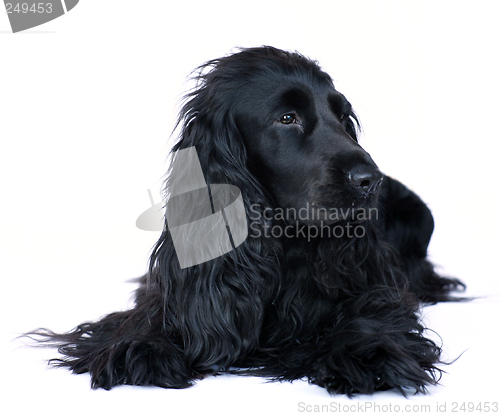 Image of Cocker spaniel 4