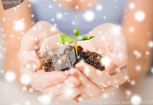 Image of hands with green sprout and ground