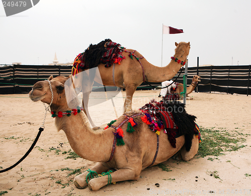 Image of Bedouin camels