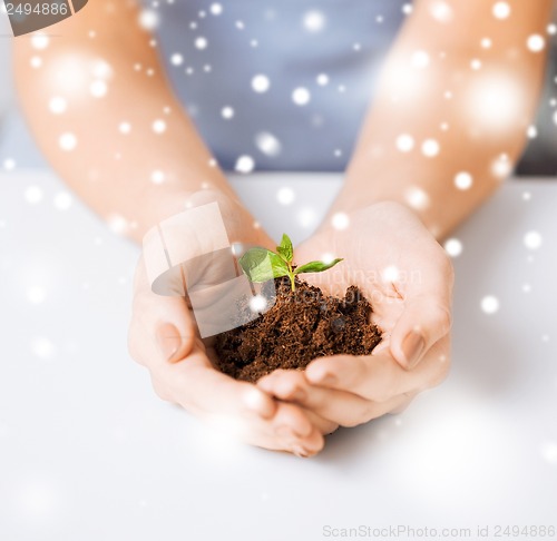 Image of hands with green sprout and ground