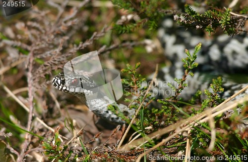 Image of norwegian snake [vipera berus]