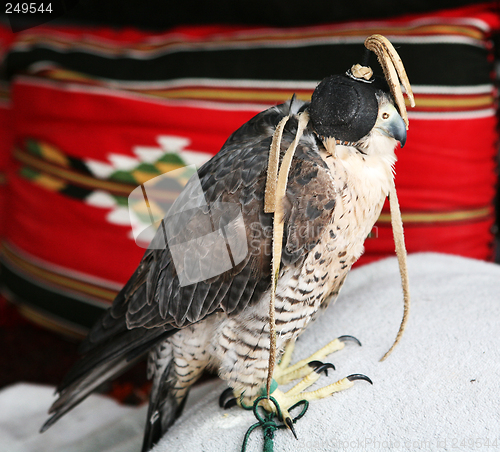 Image of Arabian falcon