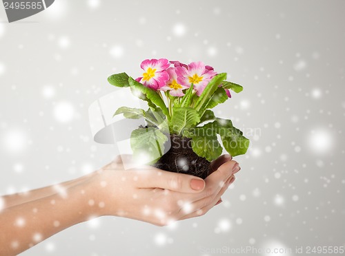 Image of woman's hands holding flower in soil