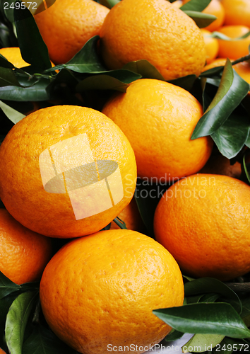 Image of Oranges