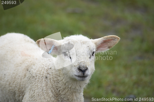 Image of Lamb