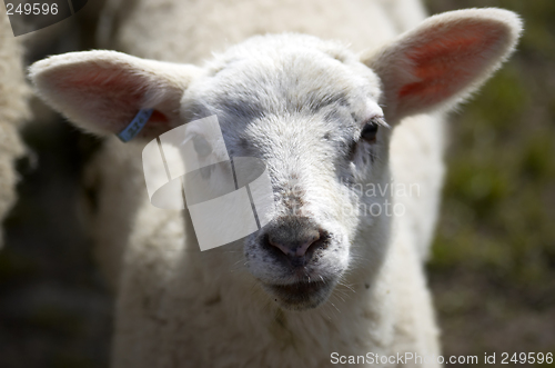 Image of Lamb