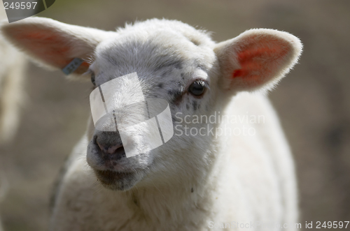 Image of Lamb