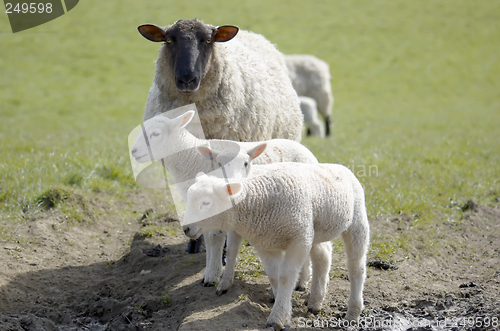 Image of Mum and lambs