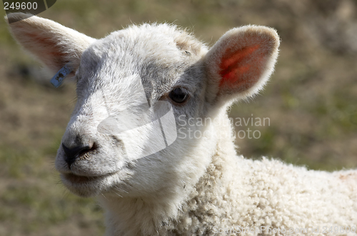 Image of Mum and lambs