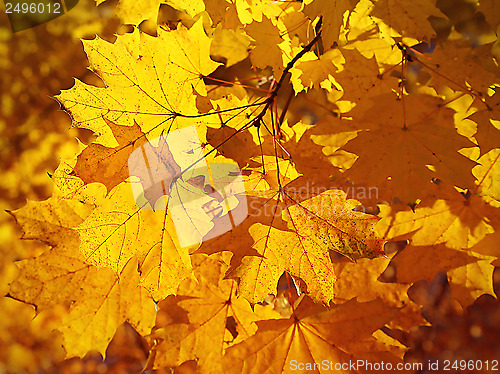 Image of Background with bright autumn maple foliage