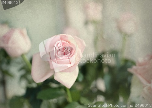 Image of Vintage pink rose