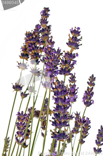 Image of Lavender blossoms