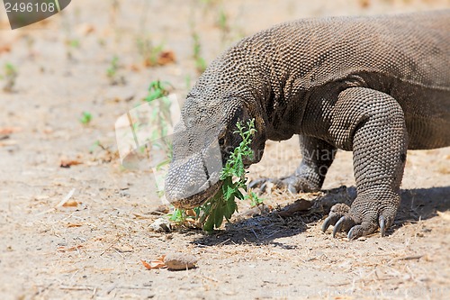 Image of Komodo Dragon