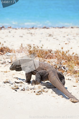 Image of Komodo Dragon