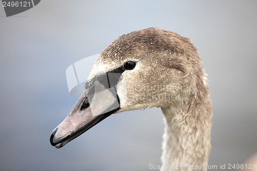Image of swan portret